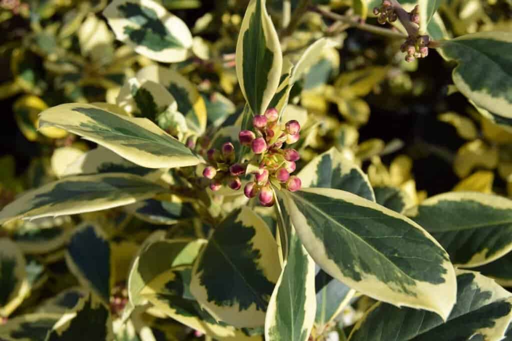 Ilex x altaclerensis 'Golden King' <span class="hidden specialOffer"></span> 30-40 cm